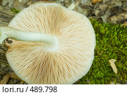Олений гриб. Плютей олений. Pluteus cervinus (Er.) Kumm. Стоковое фото, фотограф Федор Королевский / Фотобанк Лори