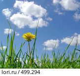 Одуванчик на фоне неба. Стоковое фото, фотограф ElenArt / Фотобанк Лори