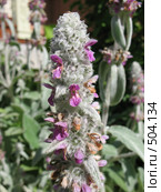 Стахис шерстистый, чистец, "овечьи ушки". Stachys lanata. Стоковое фото, фотограф Заноза-Ру / Фотобанк Лори