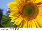 Шмель на подсолнухе. Стоковое фото, фотограф Наталия Шевченко / Фотобанк Лори