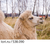 Двугорбый лохматый цирковой. Стоковое фото, фотограф Коннов Леонид Петрович / Фотобанк Лори