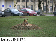 Собака в гнезде из сухих листьев. Стоковое фото, фотограф Антон Алябьев / Фотобанк Лори