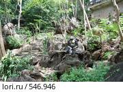 Джунгли. Районг. Таиланд (2008 год). Стоковое фото, фотограф E. O. / Фотобанк Лори