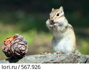 Бурундук. Стоковое фото, фотограф Игорь Потапов / Фотобанк Лори