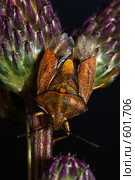 Carpocoris purpureipennis - Щитник пурпурнокрылый  (Carpocoris mediterraneus) с недосложенными крыльями. Стоковое фото, фотограф Александр Савушкин / Фотобанк Лори