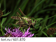 Кузнечик противобородавочный (Decticus verrucivorus) Стоковое фото, фотограф Александр Савушкин / Фотобанк Лори