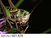 Кузнечик противобородавочный (Decticus verrucivorus) Стоковое фото, фотограф Александр Савушкин / Фотобанк Лори