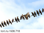Стая птиц. Птичий ряд на проводе. Выйти из ряда вон. Стоковое фото, фотограф Александр Савушкин / Фотобанк Лори