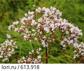 Цветы валерианы - valeriana officinalis. Стоковое фото, фотограф Вадим Кондратенков / Фотобанк Лори