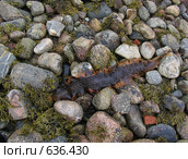 Водоросль ламинария. Соловки. Стоковое фото, фотограф Т. З. / Фотобанк Лори