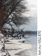 Кубань: деревья на границе воды и суши зимой. Стоковое фото, фотограф Игорь Смыков / Фотобанк Лори