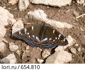 Переливница большая или  Ирида (Apatura iris) Стоковое фото, фотограф Вячеслав Потапов / Фотобанк Лори