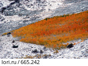 Лес на склоне заснеженных гор, Америка (2008 год). Стоковое фото, фотограф Estet / Фотобанк Лори