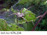 Паук пизаура удивительная (Pisaura mirabilis) охраняет гнездо с паучатами. Стоковое фото, фотограф Варенов Дмитрий Владимирович / Фотобанк Лори
