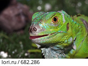 Экзотика. Портрет зеленой игуаны (Iguana iguana) Стоковое фото, фотограф Владимир Сергеев / Фотобанк Лори