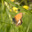 Сатир эдипус; Coenonympha oedippus (Fabricius; 1787) Стоковое фото, фотограф Вячеслав Потапов / Фотобанк Лори