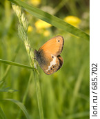 Сатир эдипус; Coenonympha oedippus (Fabricius; 1787) Стоковое фото, фотограф Вячеслав Потапов / Фотобанк Лори