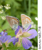 Голубянки икар, Polyommatus icarus (Rottemburg; 1775) Стоковое фото, фотограф Вячеслав Потапов / Фотобанк Лори