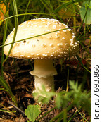 Ядовитый гриб Amanita pantherina. Стоковое фото, фотограф Василий Вишневский / Фотобанк Лори