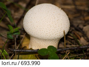 Гриб-дождевик (Lycoperdon perlatum Pers или Lycoperdon gemmatum Batsch) Стоковое фото, фотограф Василий Вишневский / Фотобанк Лори