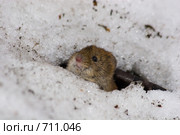 Полевка рыжая, Clethrionomys glareolus, Bank Vole. Стоковое фото, фотограф Василий Вишневский / Фотобанк Лори
