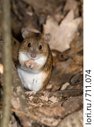 Мышь полевая, Apodemus agrarius, Striped Field Mouse. Стоковое фото, фотограф Василий Вишневский / Фотобанк Лори