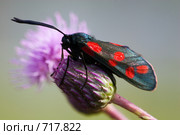 Пестрянка таволговая, лабазниковая, Zygaena filipendulae, Six-spot Burnet. Стоковое фото, фотограф Василий Вишневский / Фотобанк Лори