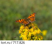 Углокрыльница С-белое, Polygonia c-album, Comma. Стоковое фото, фотограф Василий Вишневский / Фотобанк Лори