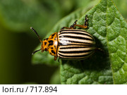 Колорадский картофельный жук, Leptinotarsa decemlineata, Colorado potato beetle, ten-striped spearman, ten-lined potato beetle. Стоковое фото, фотограф Василий Вишневский / Фотобанк Лори