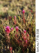 Дикие цветы Аризоны. Castilleja exserta (Orthocarpus purpurascens) (2009 год). Стоковое фото, фотограф Julia Nelson / Фотобанк Лори