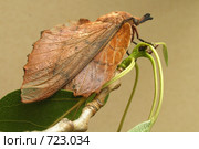 Коконопряд дуболистный 2 Gastropacha quercifolia. Стоковое фото, фотограф Варенов Дмитрий Владимирович / Фотобанк Лори