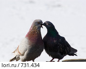 Голубь сизый, Columba livia, Rock Dove. Стоковое фото, фотограф Василий Вишневский / Фотобанк Лори