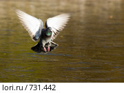 Голубь сизый, Columba livia, Rock Dove. Стоковое фото, фотограф Василий Вишневский / Фотобанк Лори