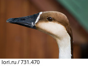 Гусь сухонос, Cygnopsis, Anser cygnoides, Swan (Chinese) goose. Стоковое фото, фотограф Василий Вишневский / Фотобанк Лори