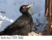 Дятел черный, Желна, Dryocopus martius, Black Woodpecker. Стоковое фото, фотограф Василий Вишневский / Фотобанк Лори
