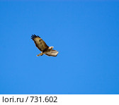В небе синем. Канюк, Сарыч, Buteo buteo, Common Buzzard. Стоковое фото, фотограф Василий Вишневский / Фотобанк Лори