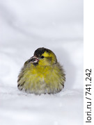 Чиж, Spinus spinus, Siskin. Стоковое фото, фотограф Василий Вишневский / Фотобанк Лори