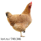 Коричневая курица на белом фоне. Стоковое фото, фотограф Лилия / Фотобанк Лори