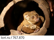 Bushbaby или Галаговые — семейство лориобразных приматов. Стоковое фото, фотограф Алексей Зарубин / Фотобанк Лори