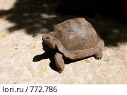 Гигантская черепаха (Aldabra Giant Tortoise, Geochelone gigantea) в питомник на Занзибаре. Стоковое фото, фотограф Алексей Зарубин / Фотобанк Лори