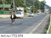 Корова идет по дороге в окружении машин (2006 год). Редакционное фото, фотограф Владимир Горощенко / Фотобанк Лори
