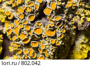 Лишайник - ксантория постенная или стенная золотнянка - Xanthoria parietina - центральная часть таллома. Стоковое фото, фотограф Иван Сазыкин / Фотобанк Лори