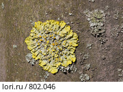 Лишайник - ксантория постенная или стенная золотнянка - Xanthoria parietina. Стоковое фото, фотограф Иван Сазыкин / Фотобанк Лори