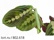 Листья маранты триколор (maranta tricolor) на белом фоне. Стоковое фото, фотограф Алла Матвейчик / Фотобанк Лори