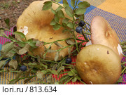 Грибы (осенние дары леса) Стоковое фото, фотограф Елена Азарнова / Фотобанк Лори