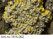 Лишайник - стенная золотянка или ксантория постенная  - Xanthoria parietina - молодой экземпляр. Стоковое фото, фотограф Иван Сазыкин / Фотобанк Лори