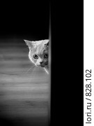 Кот. Стоковое фото, фотограф Ксения Крылова / Фотобанк Лори