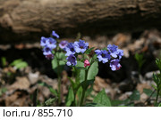 Медуница неясная. Pulmonaria obskura. Стоковое фото, фотограф Наталья Волкова / Фотобанк Лори