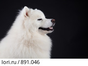Портрет самоедской собаки. Стоковое фото, фотограф Алексия Хрущева / Фотобанк Лори