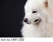 Портрет самоедской собаки. Стоковое фото, фотограф Алексия Хрущева / Фотобанк Лори